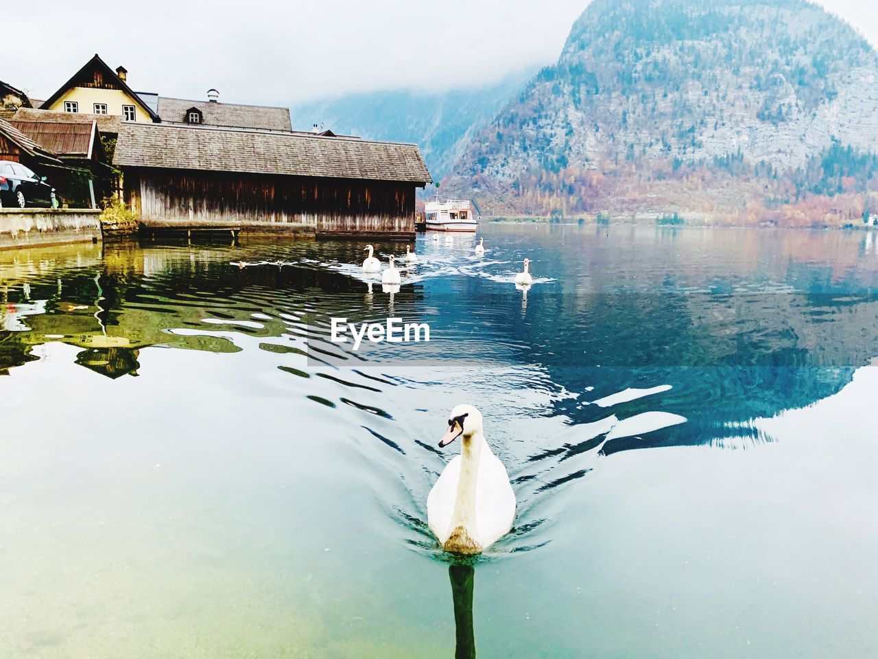 High angle view of swans swimming in lake 