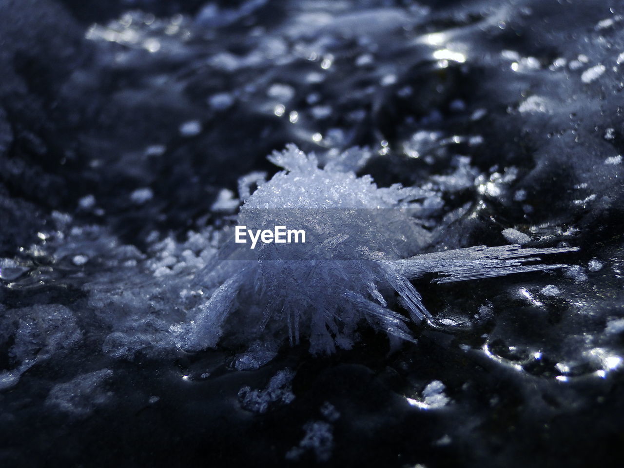 Close-up of ice on field at dusk