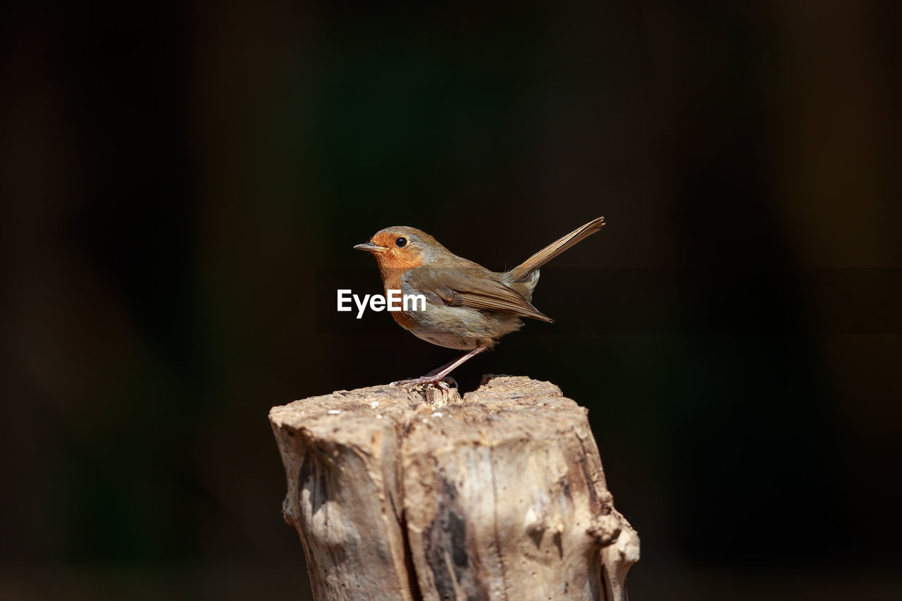 Close-up of robin perching on wooden post