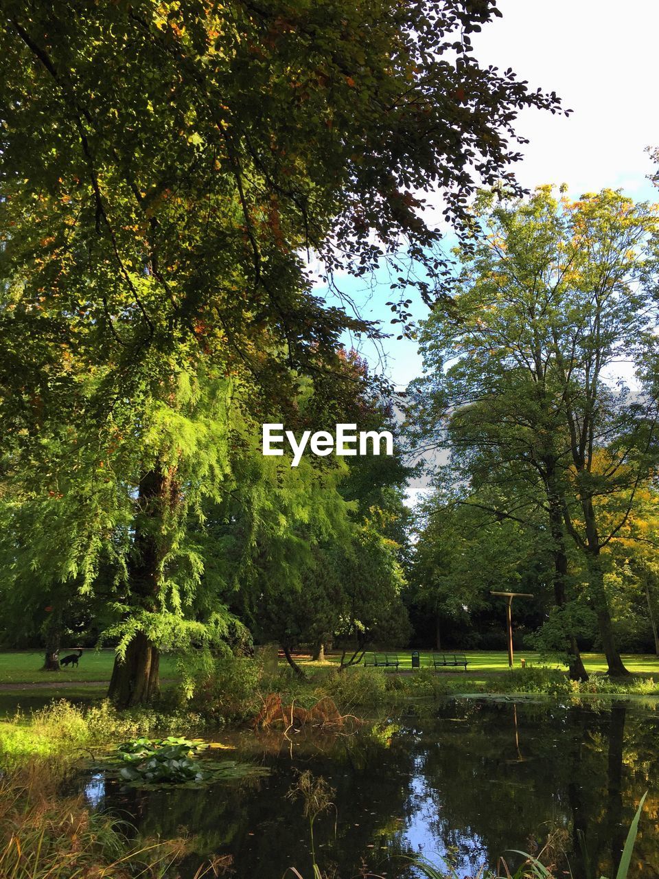 TREES BY LAKE IN FOREST