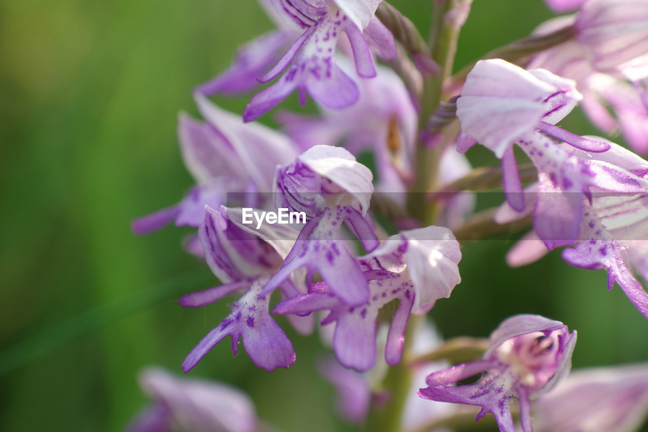 CLOSE-UP OF PURPLE FLOWERING PLANTS