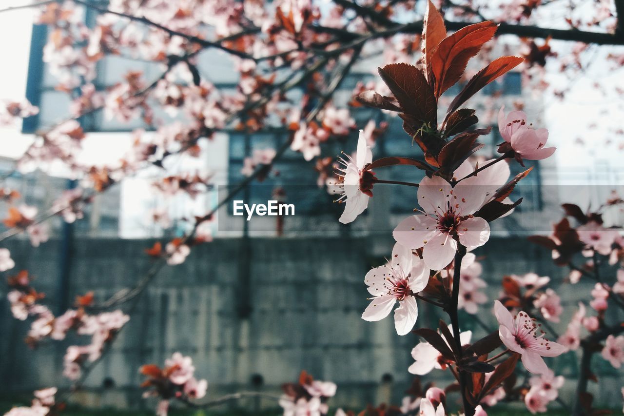 Close-up of cherry blossom tree in city