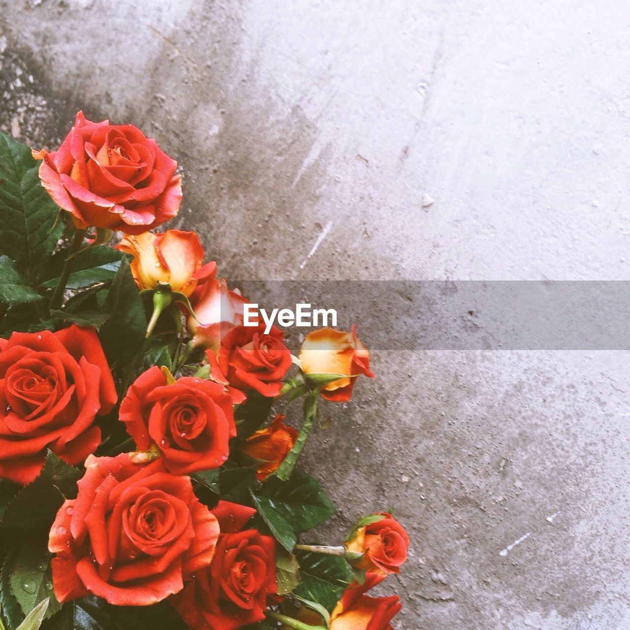 Directly above shot of red roses blooming by wall