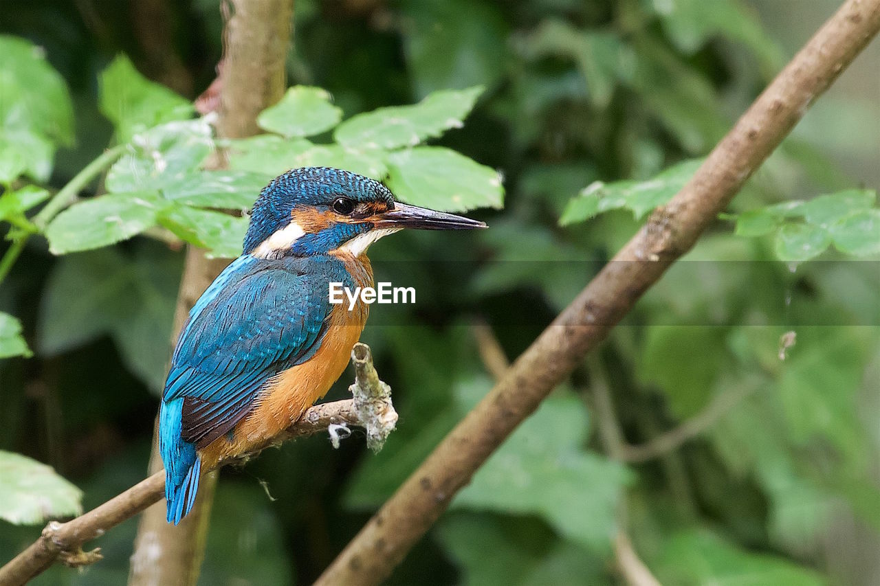 CLOSE-UP OF BIRD PERCHING ON TREE