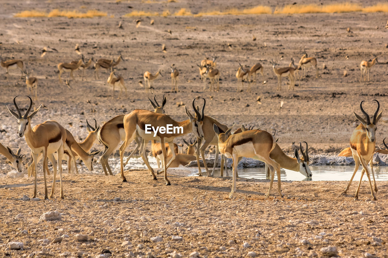 Gazelles on field in forest