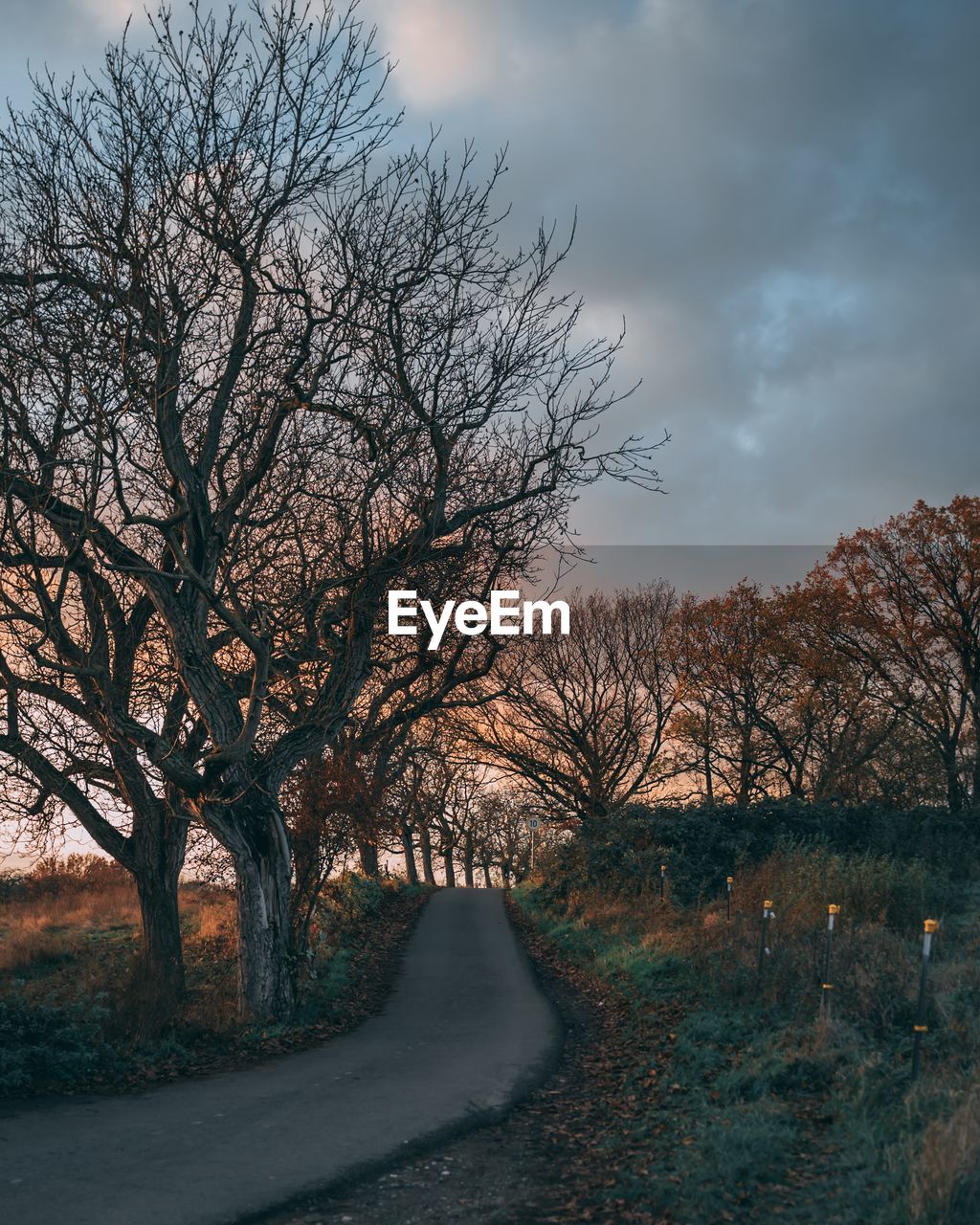 Road amidst bare trees on field against sky