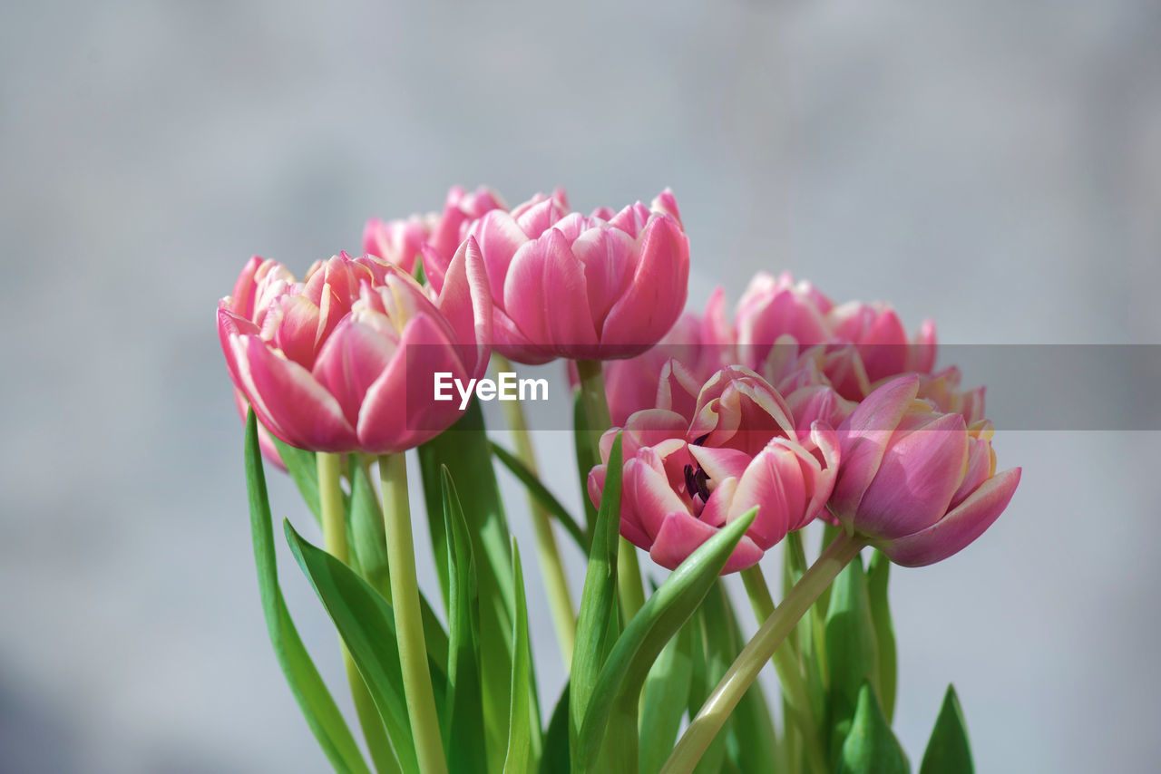 flower, flowering plant, plant, beauty in nature, freshness, pink, close-up, petal, nature, fragility, flower head, inflorescence, tulip, no people, focus on foreground, plant stem, plant part, leaf, springtime, macro photography, growth, outdoors, blossom, green, day, flower arrangement, bud