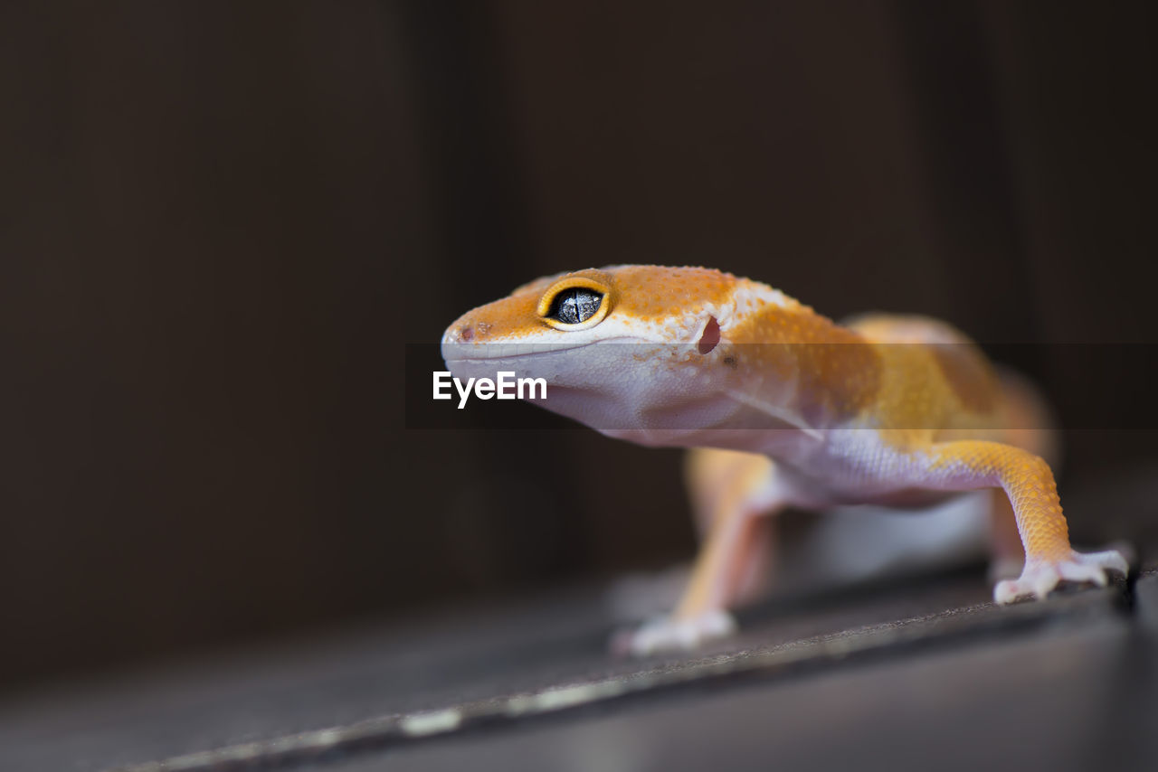 Close-up of gecko