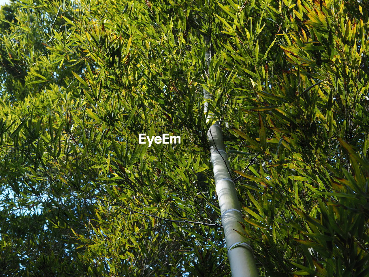 LOW ANGLE VIEW OF BAMBOO TREE IN FOREST