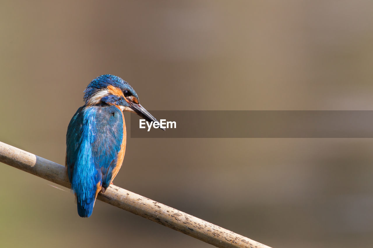 Kingfisher close.up, alcedo atthis, po valley, italy countryside