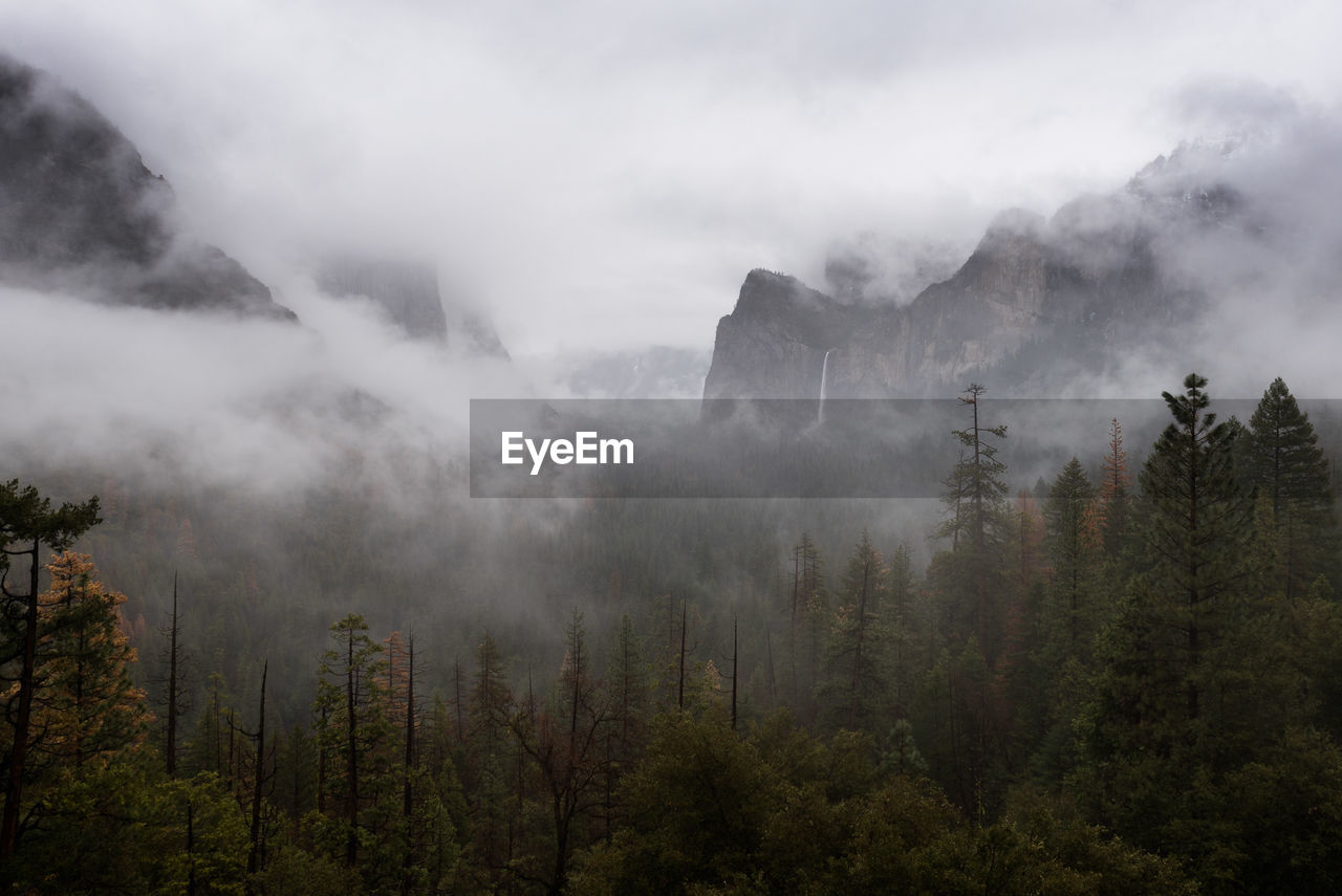 SCENIC VIEW OF FOGGY FOREST AGAINST SKY