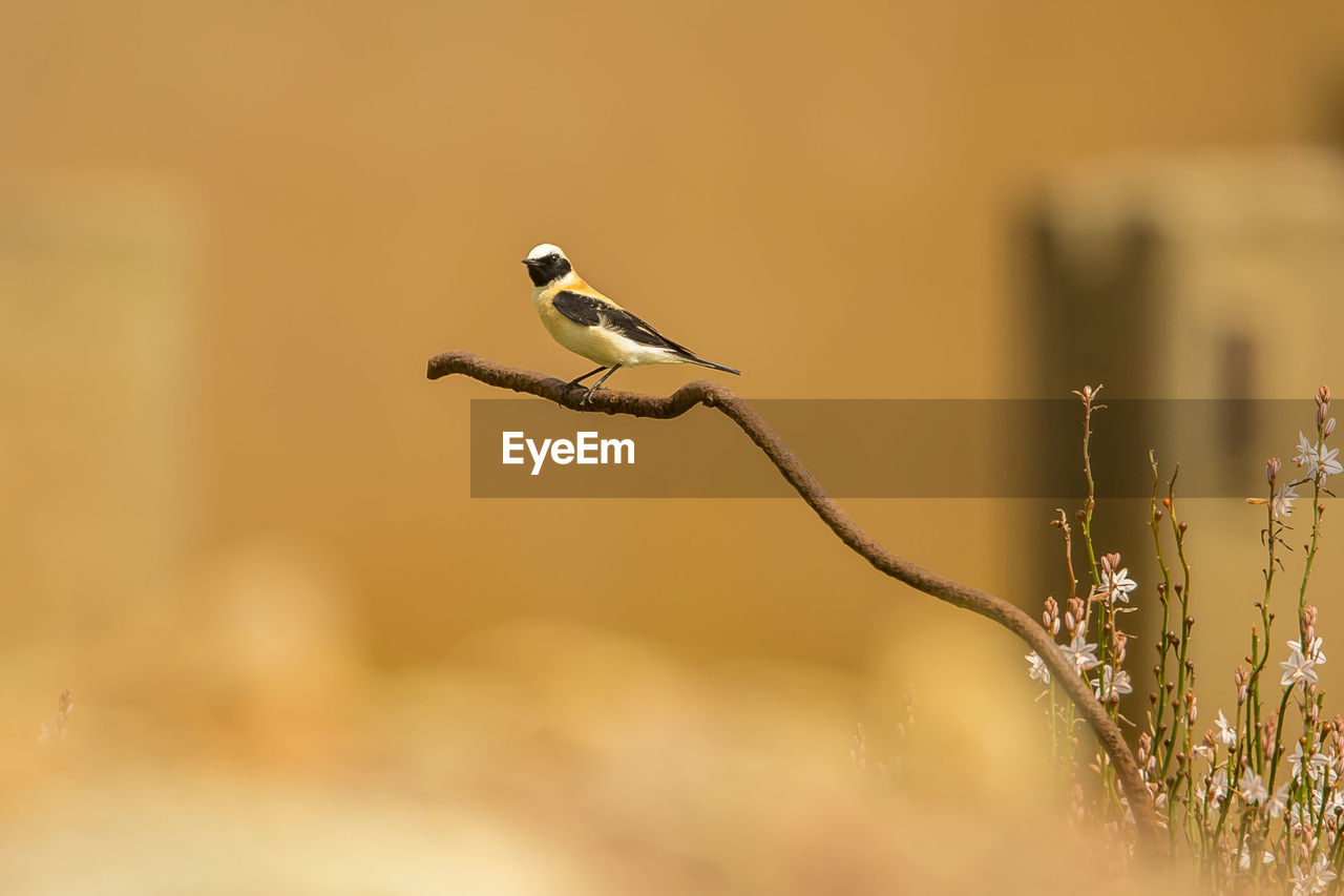 CLOSE-UP OF BIRD PERCHING ON A PLANT