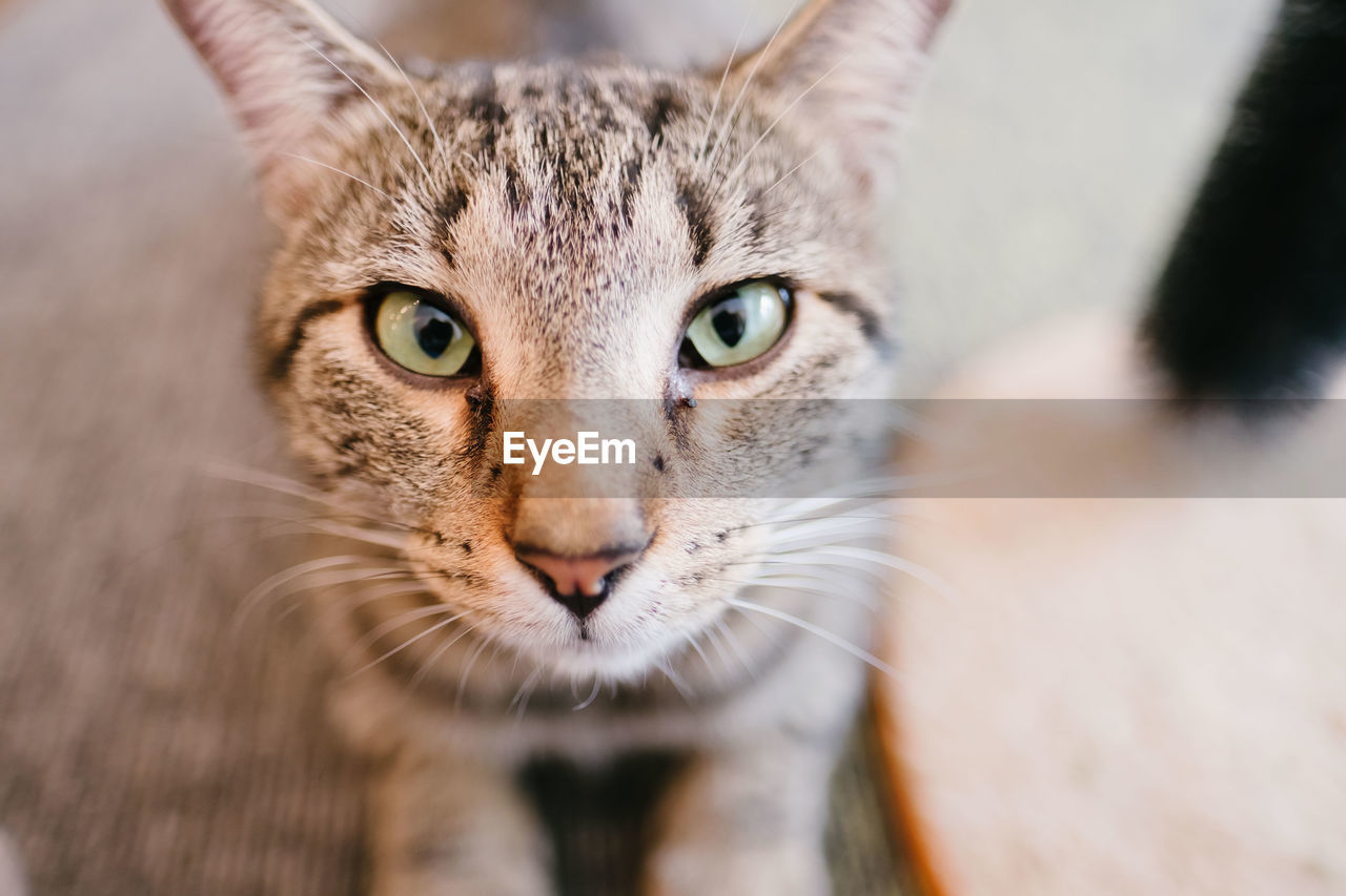 Close-up portrait of cat