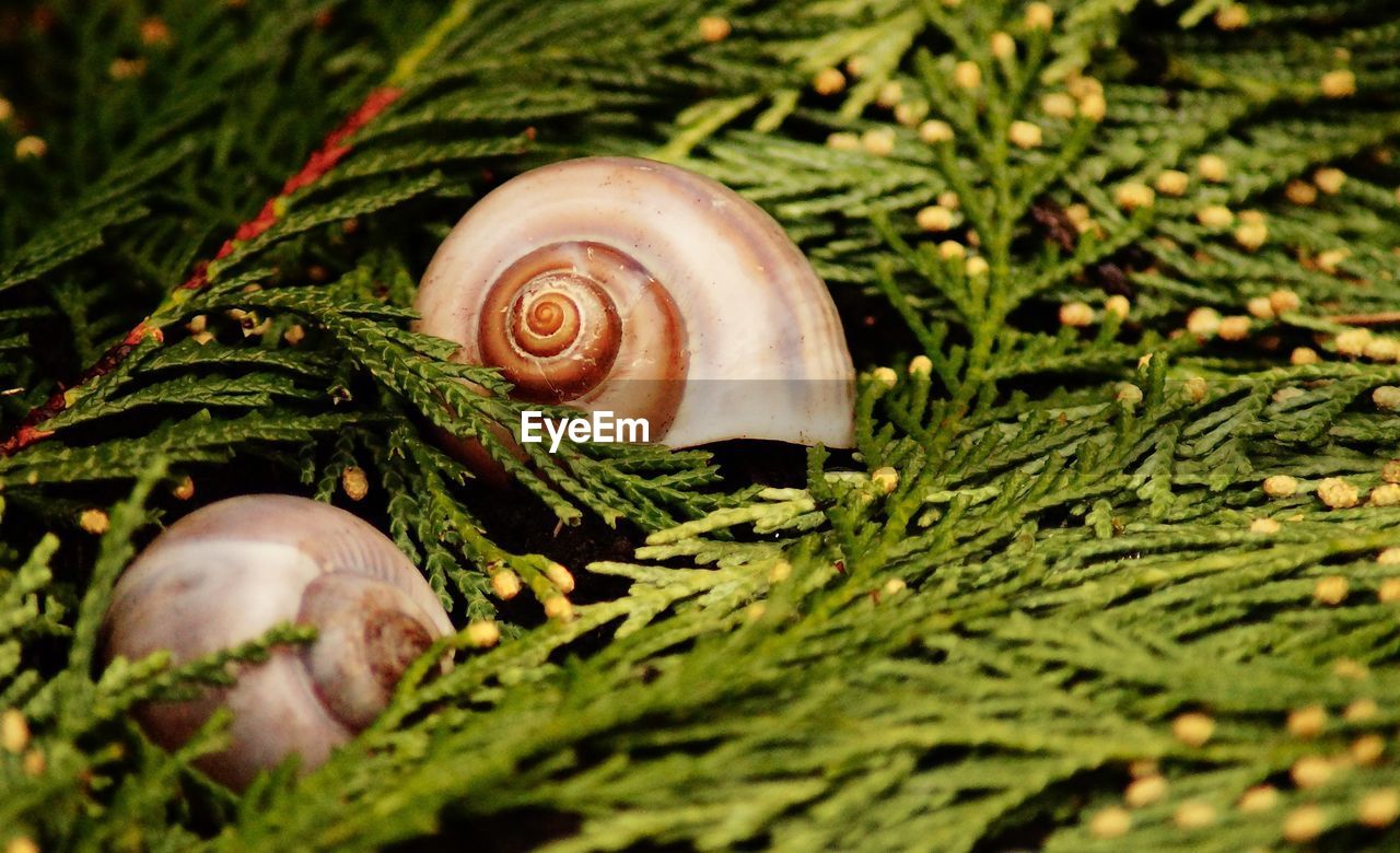 CLOSE-UP OF SNAIL ON GREEN LEAF