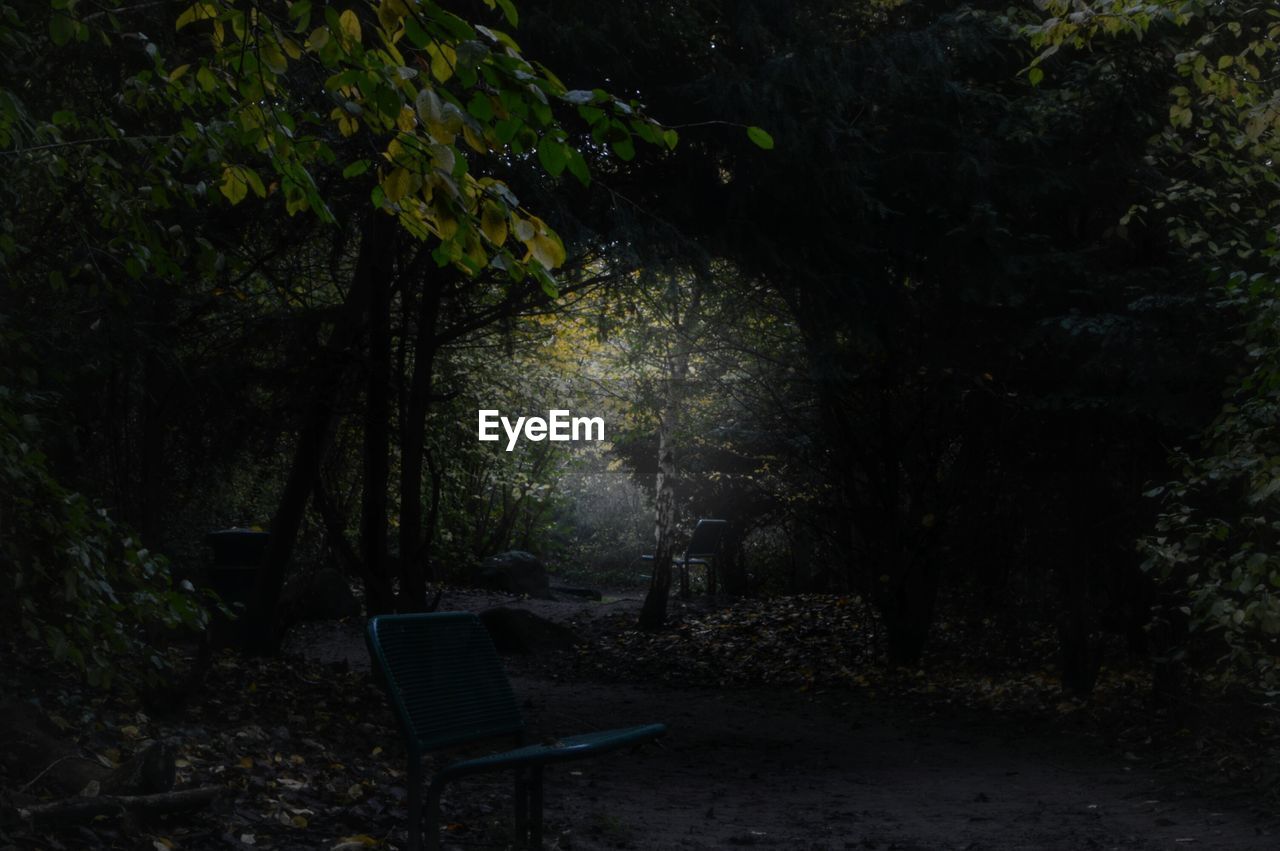 EMPTY BENCH ON TREES IN FOREST