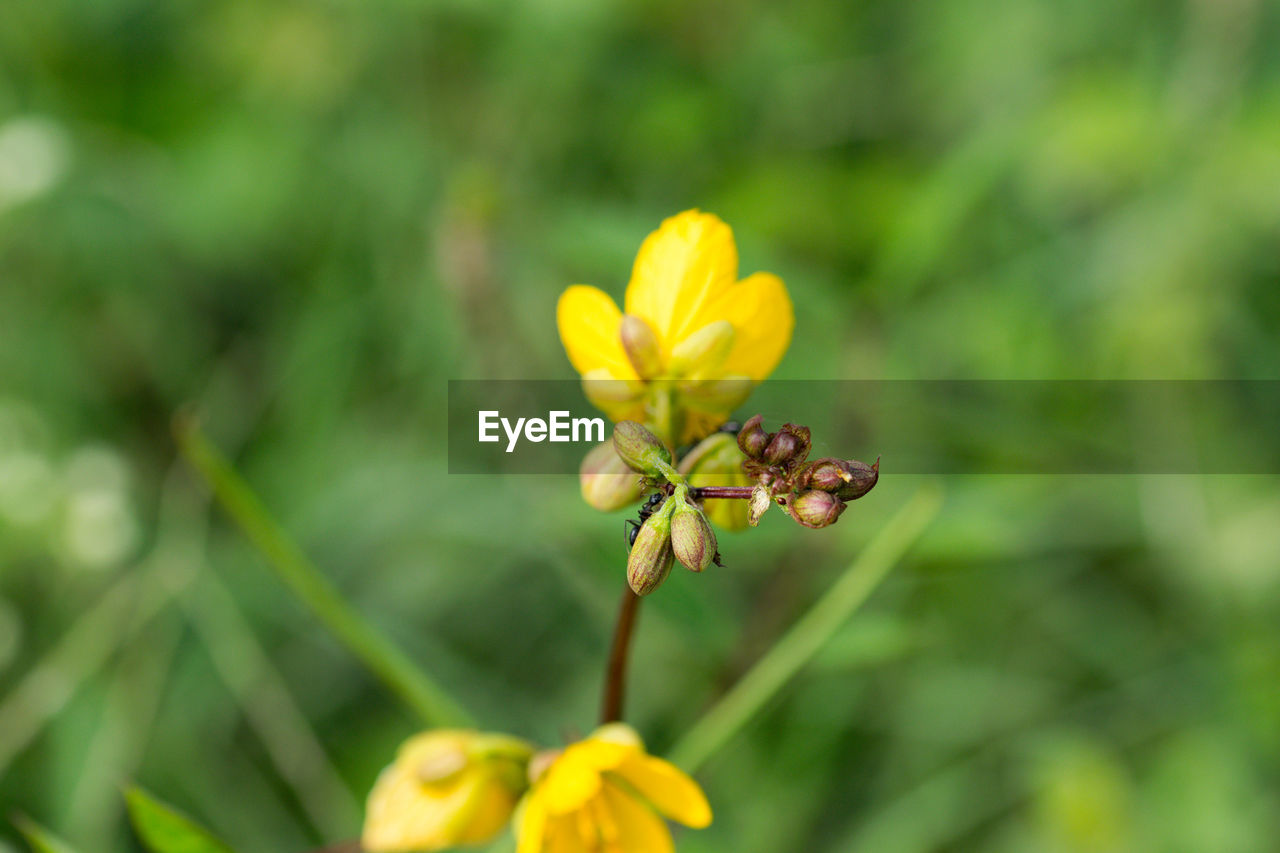 Close-up of yellow flowering plant