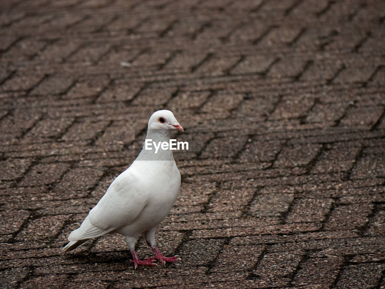 High angle view of white pigeon on footpath