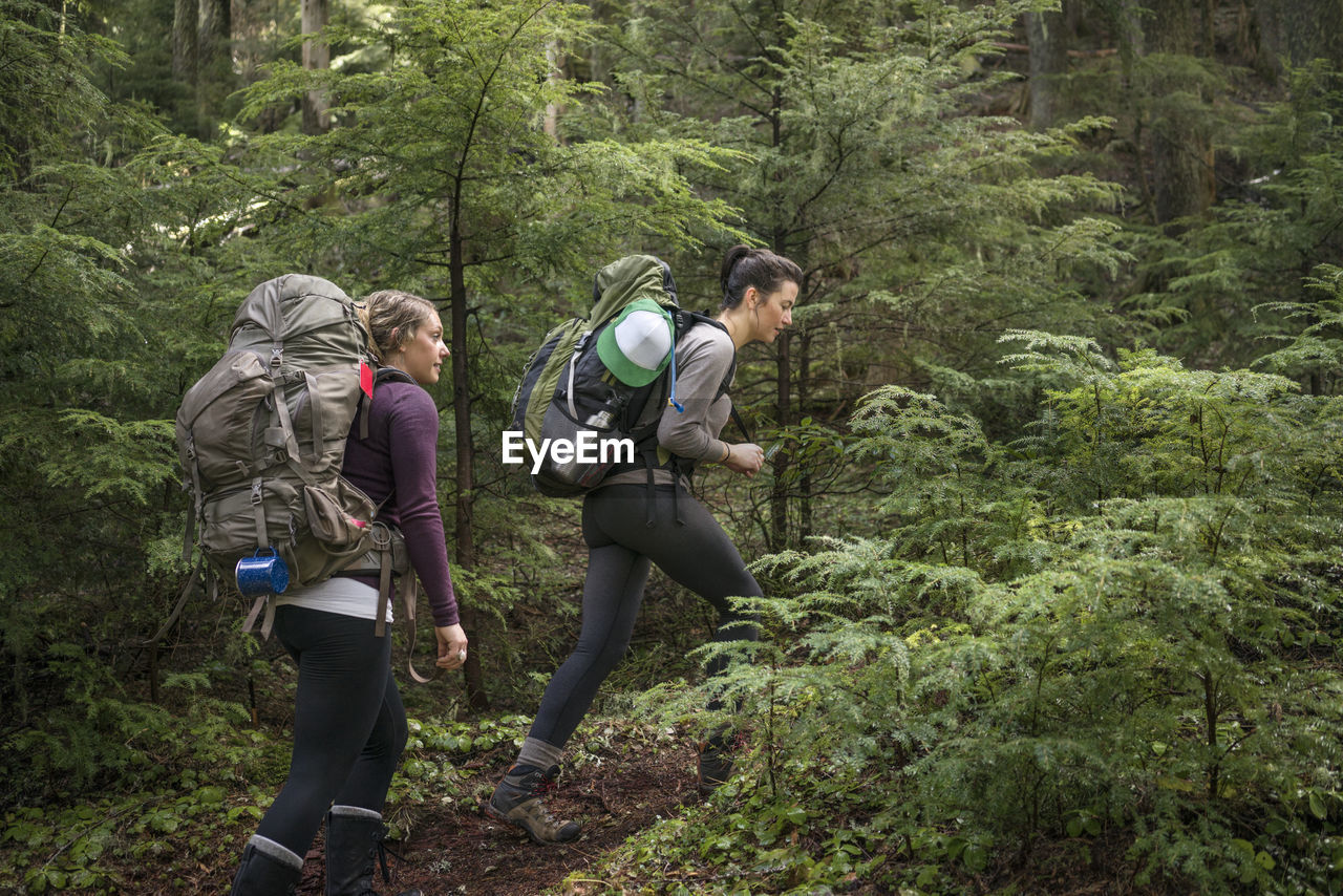 Low angle view of women hiking amidst trees in forest