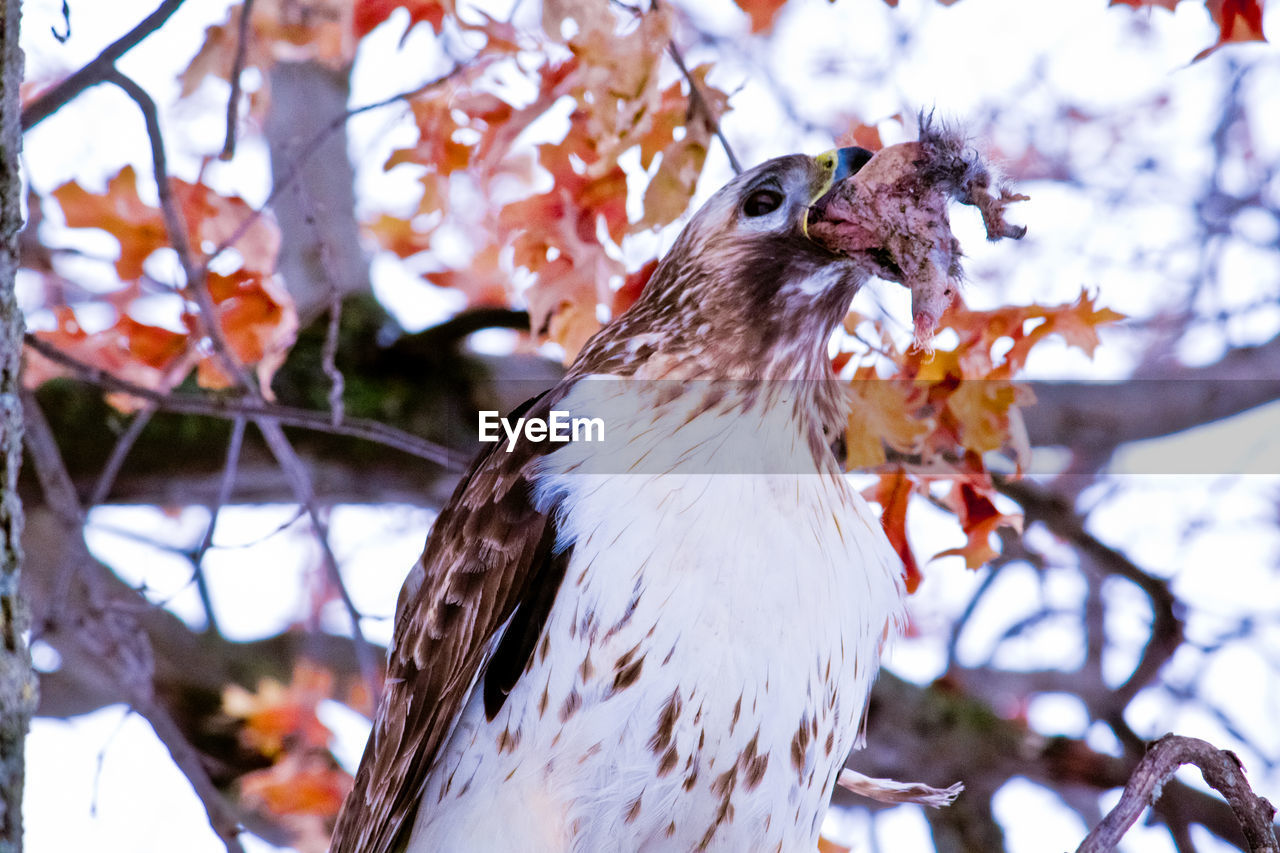 CLOSE-UP OF BIRD PERCHING ON BRANCH