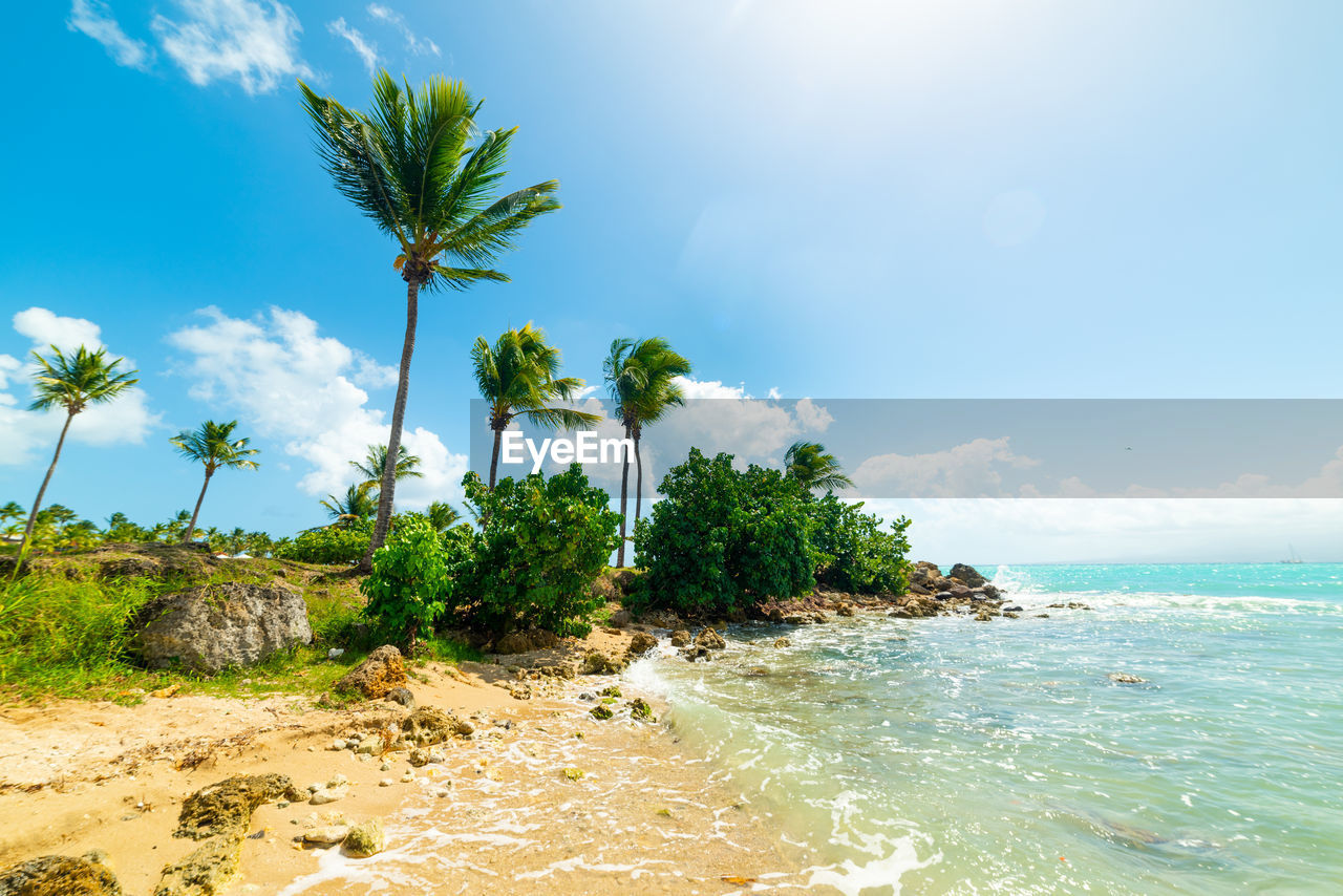 COCONUT PALM TREES ON BEACH AGAINST SKY