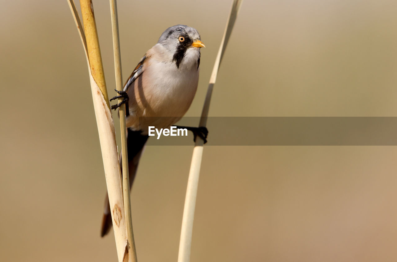 CLOSE-UP OF BIRD PERCHING ON A CABLE