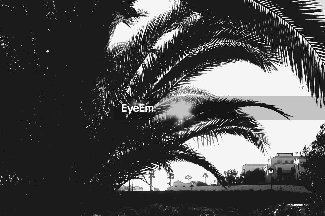 SILHOUETTE OF PALM TREE