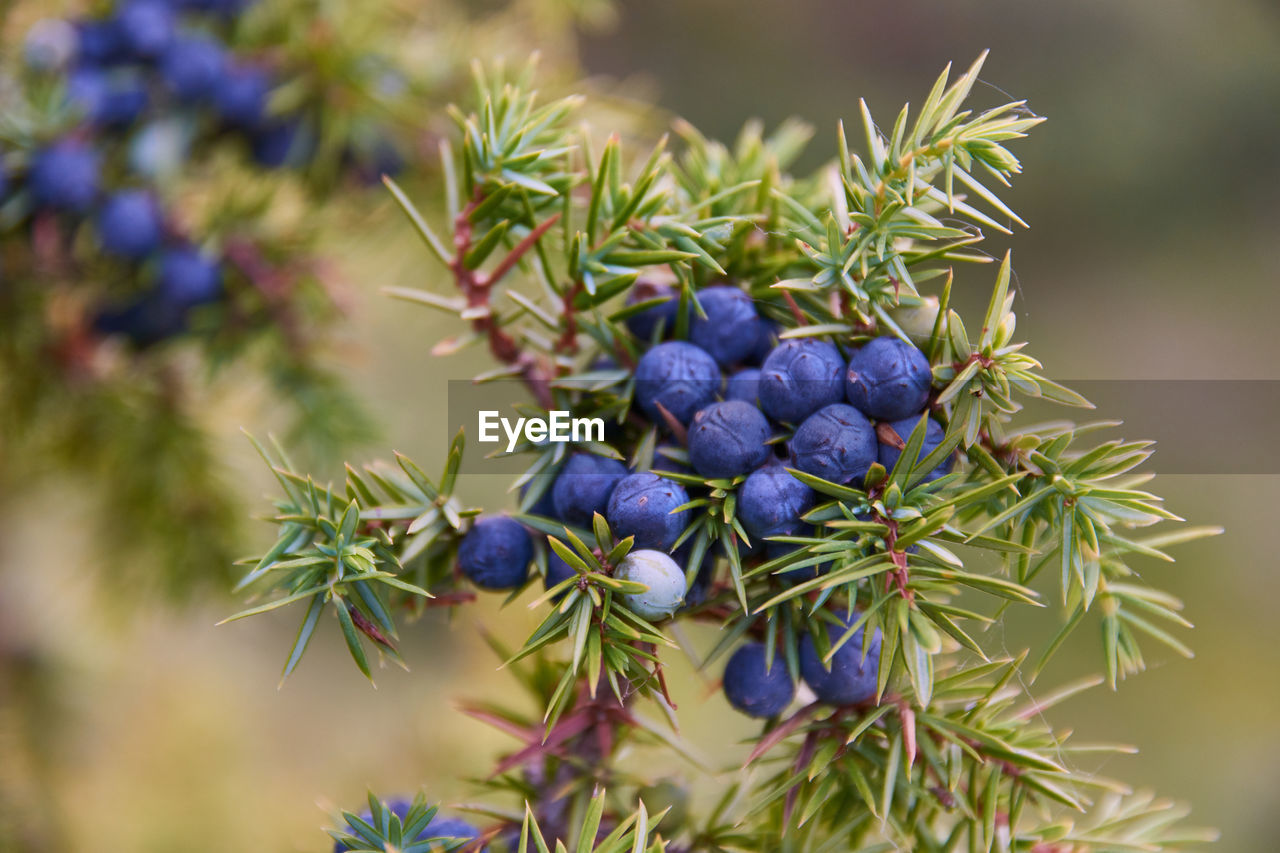 Close-up of berries growing on tree