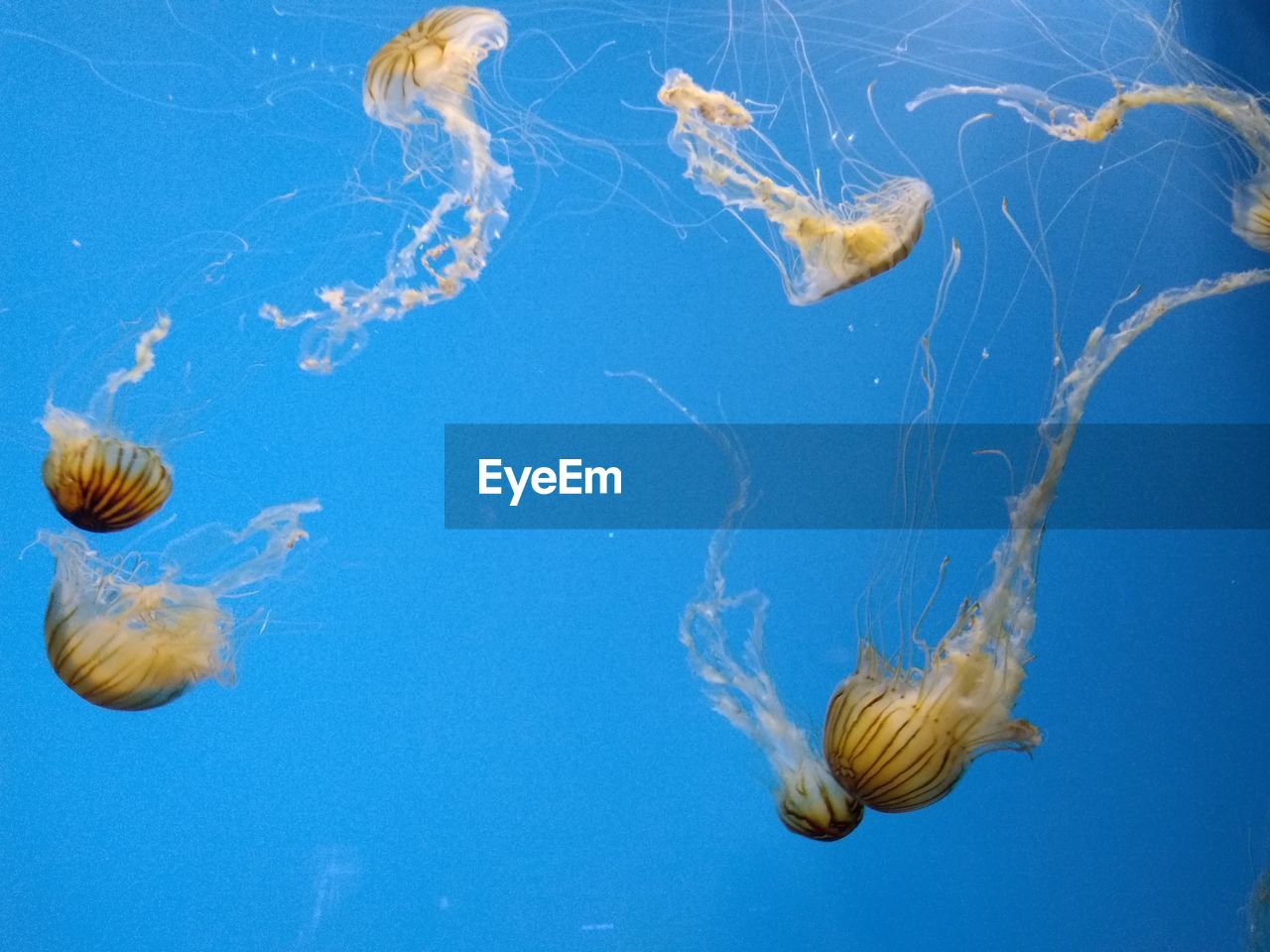 JELLYFISH SWIMMING IN WATER