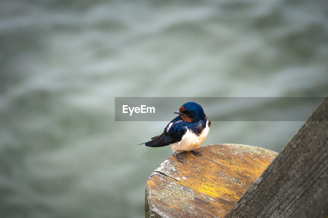 Close-up of bird perching on wood against lake