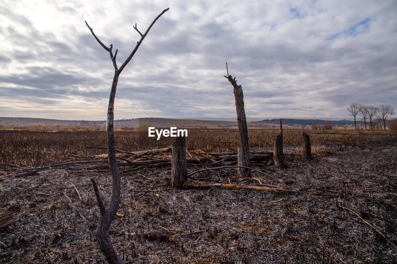 Bare trees on field against sky