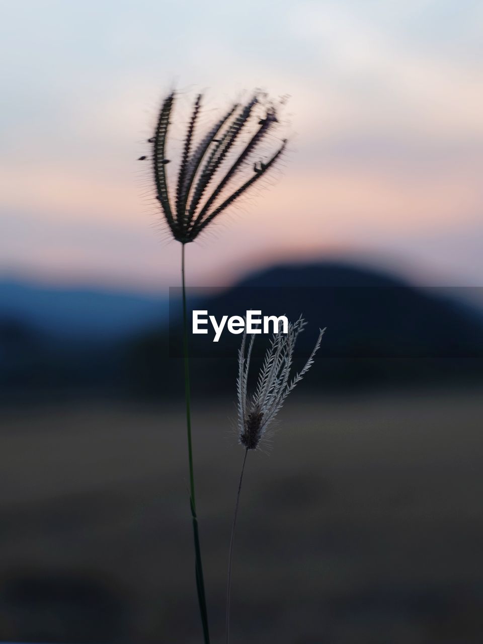 Close-up of stalks in field against sky during sunset