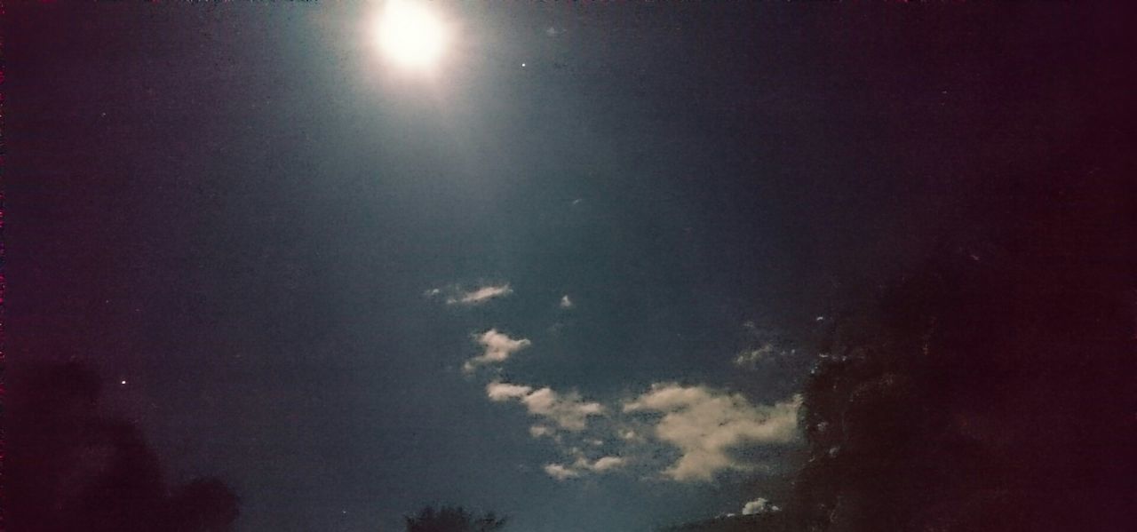 LOW ANGLE VIEW OF TREES AGAINST SKY AT NIGHT