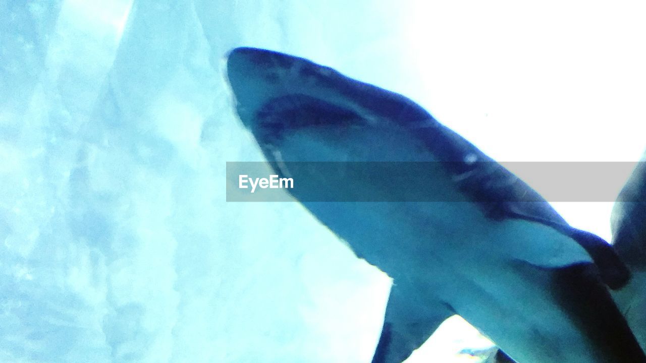 CLOSE-UP OF FISH UNDERWATER