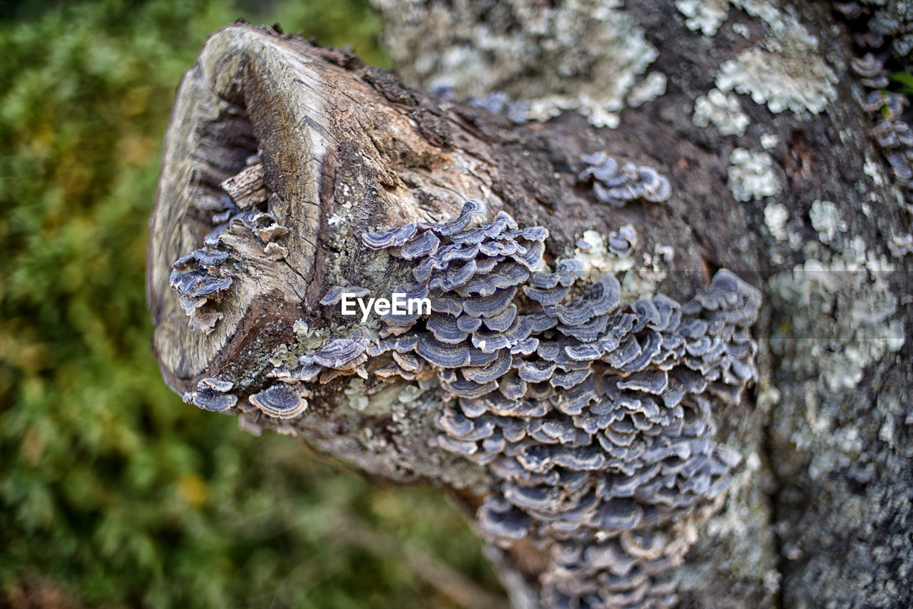 CLOSE-UP OF BARK