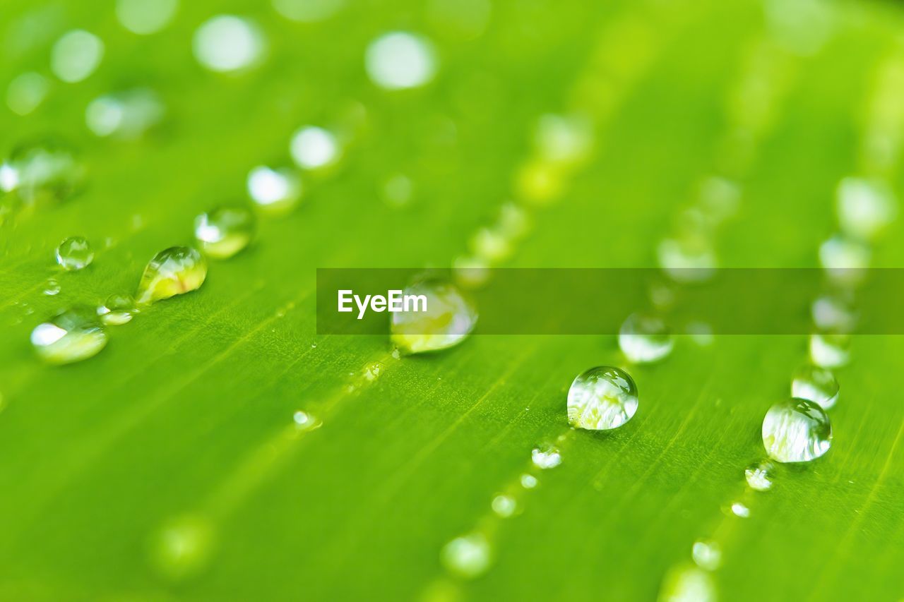 green, dew, moisture, drop, leaf, water, grass, plant part, nature, close-up, wet, macro photography, selective focus, no people, plant, backgrounds, macro, beauty in nature, freshness, environment, petal, environmental conservation, extreme close-up, rain, purity, growth, fragility, outdoors, flower