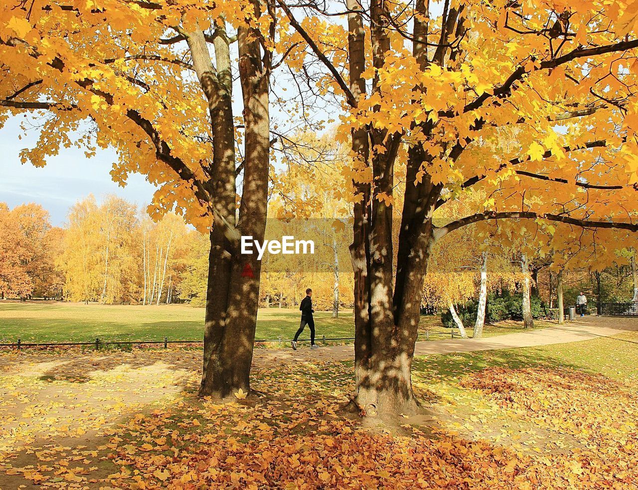 MEN ON TREE IN AUTUMN