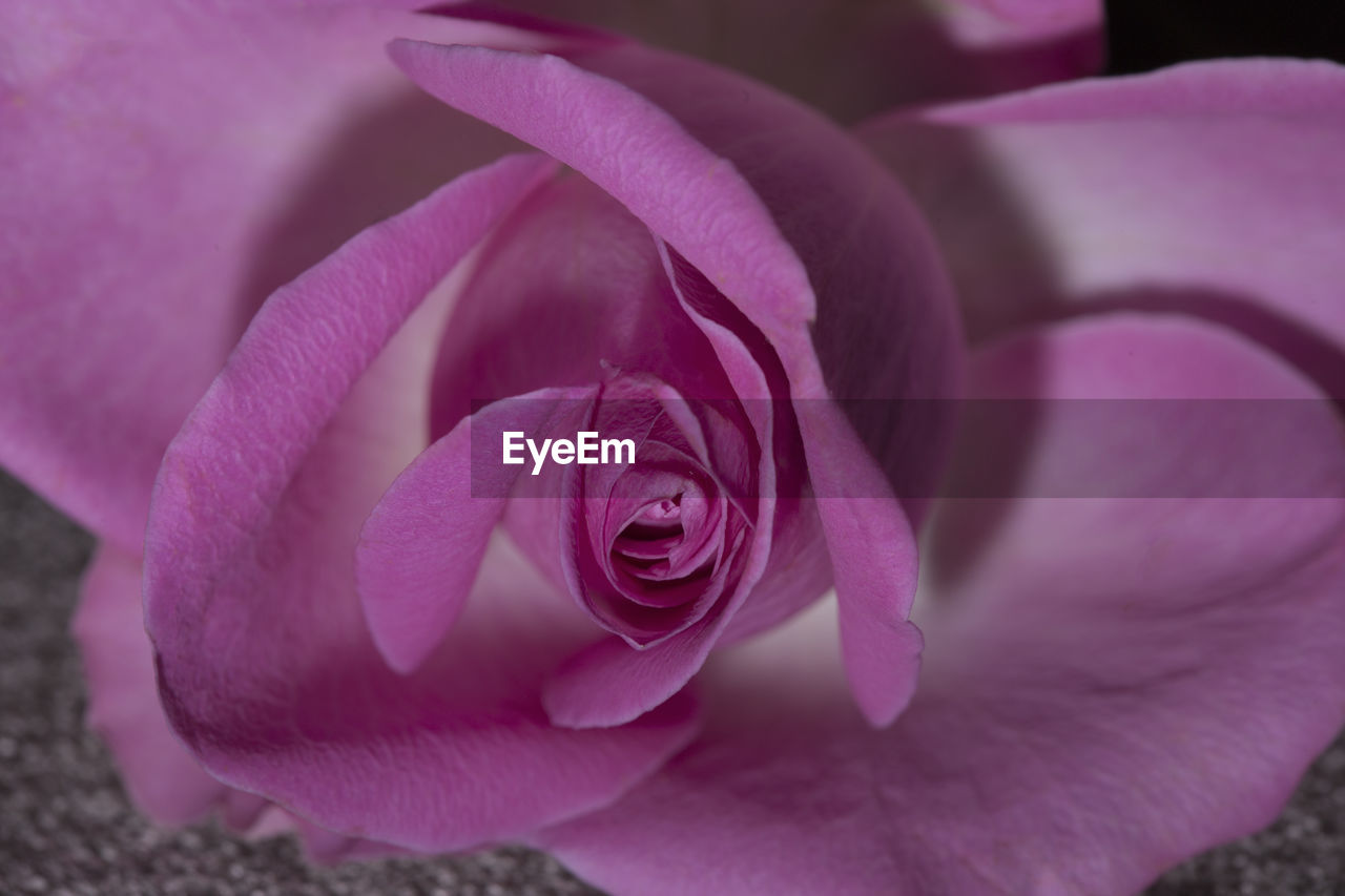 Close-up of purple orchid