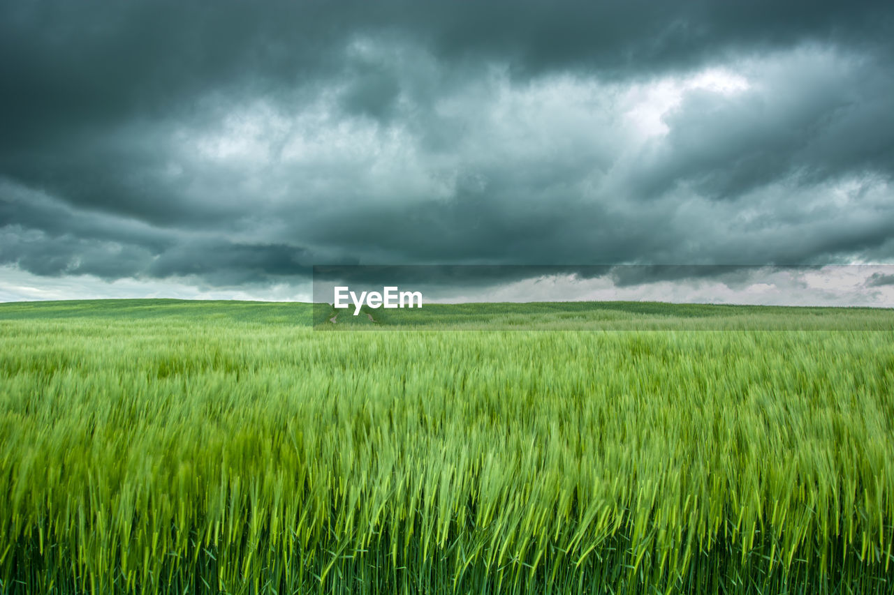 Dispersed ears of green barley, horizon and dark clouds.