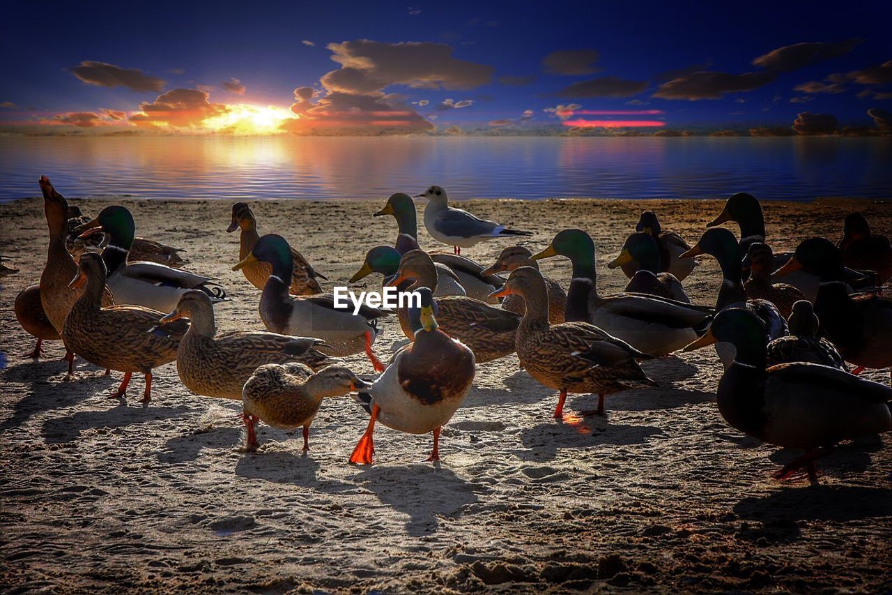 VIEW OF BIRDS ON BEACH