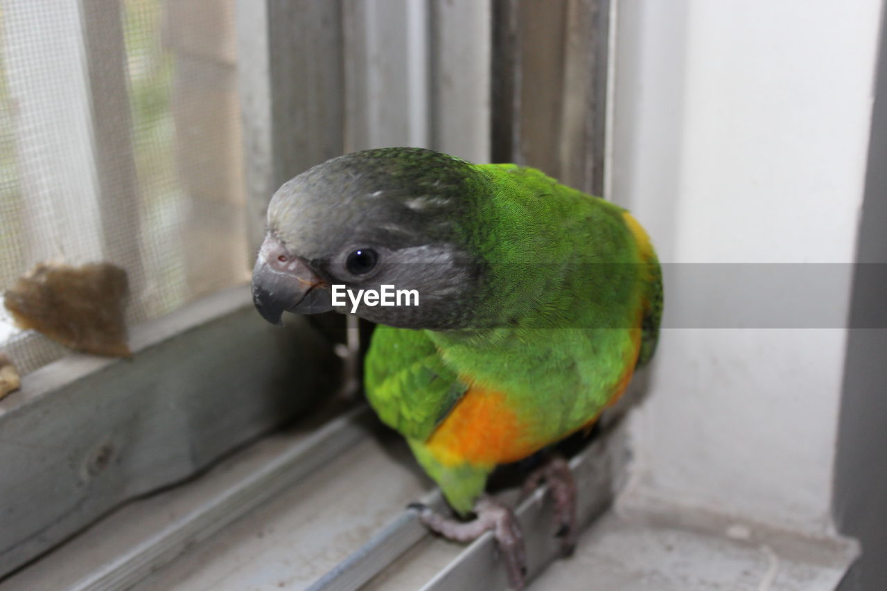 CLOSE-UP OF PARROT PERCHING IN A CONTAINER