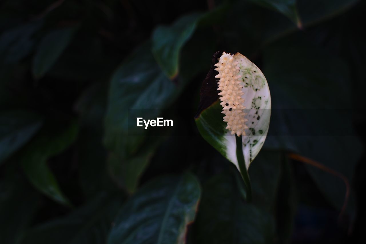 CLOSE-UP OF WHITE LILY