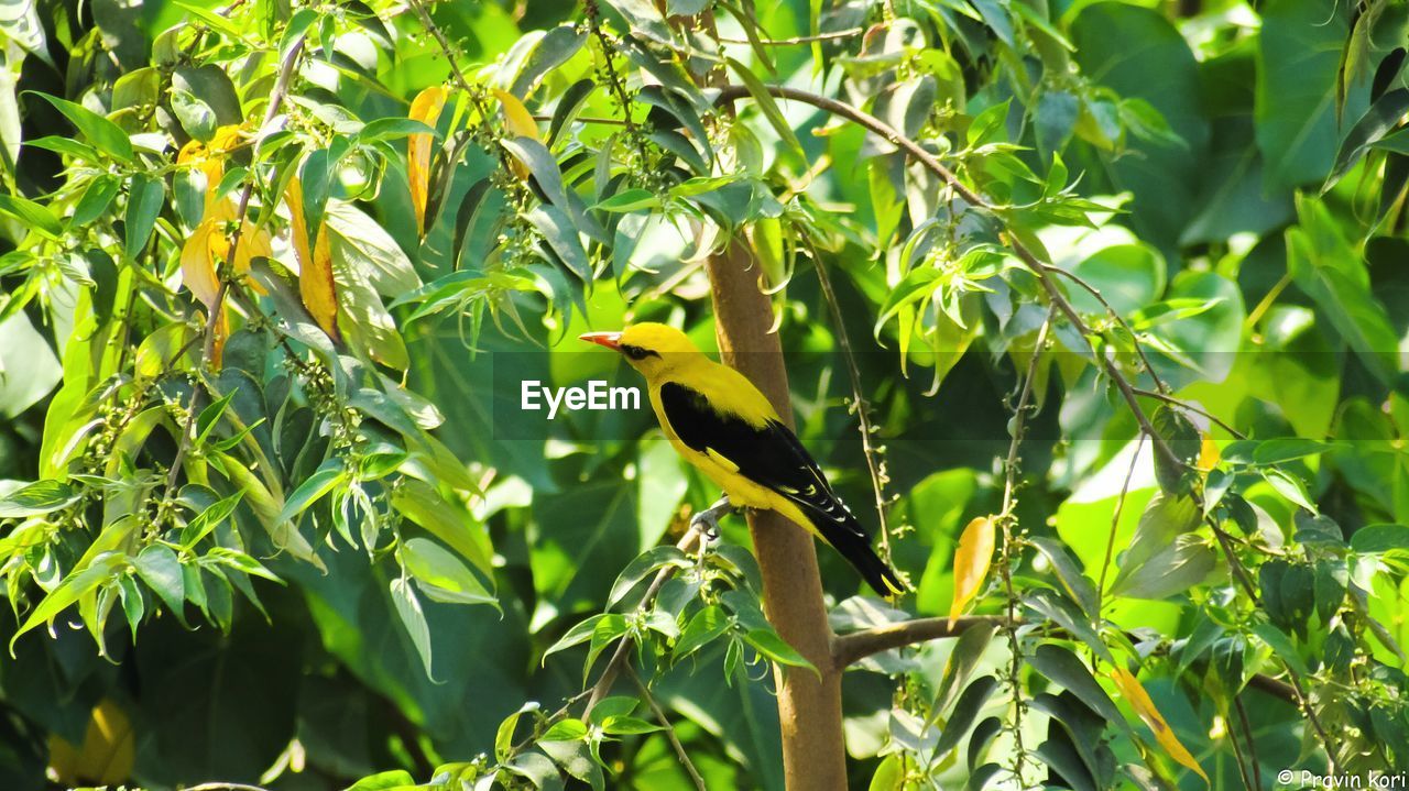 Golden oriole perching on tree