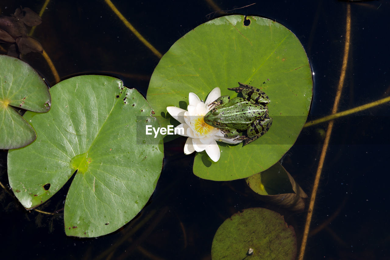 HIGH ANGLE VIEW OF WATER LILY IN POND