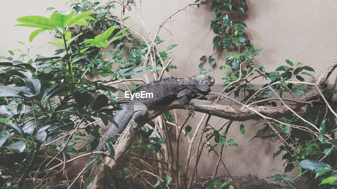 Iguana on tree against wall