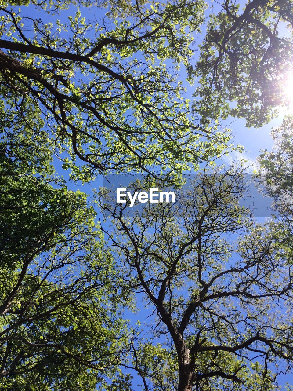 LOW ANGLE VIEW OF TREES AGAINST SKY