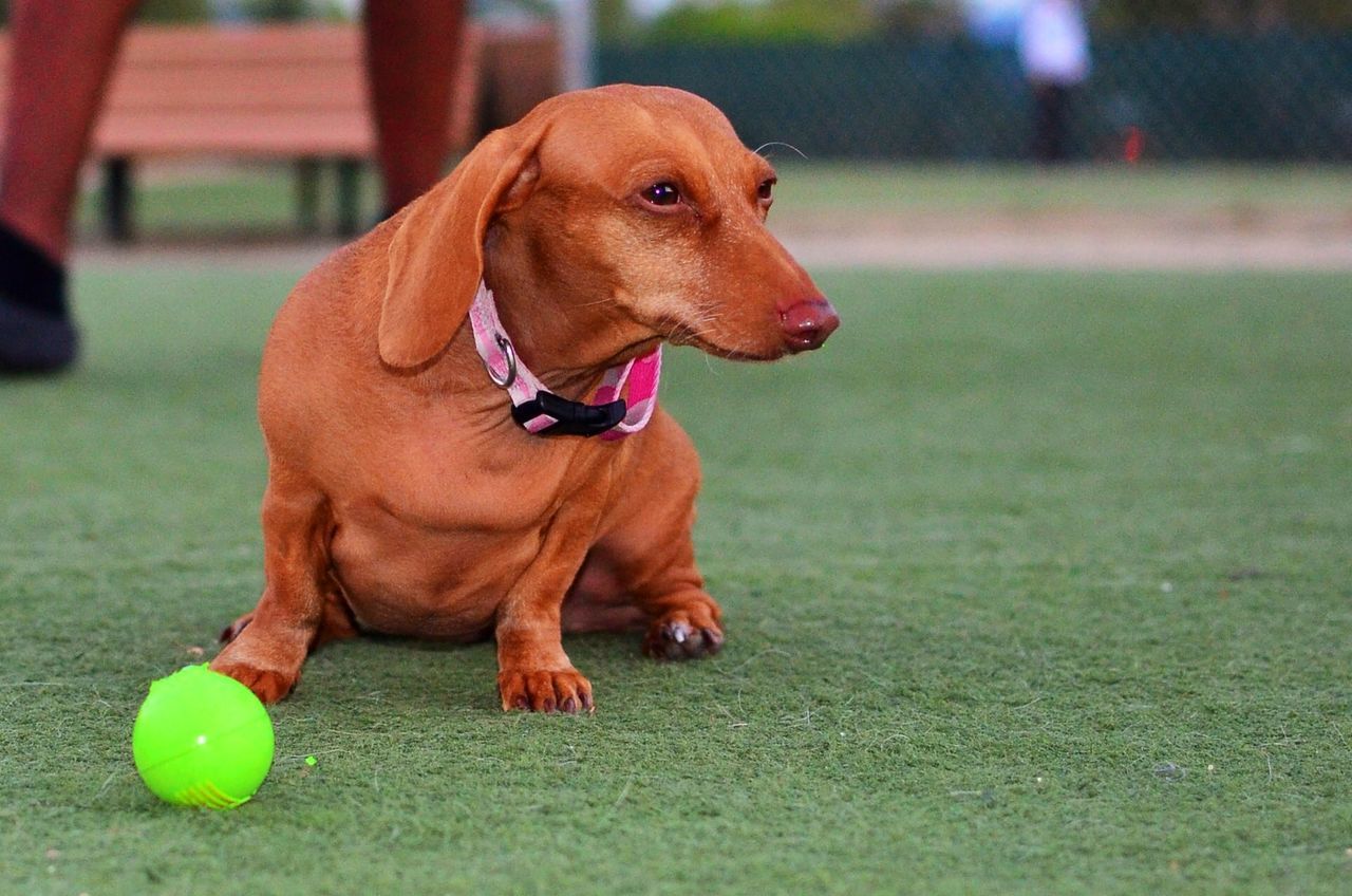 Full length of dachshund dog sitting on field