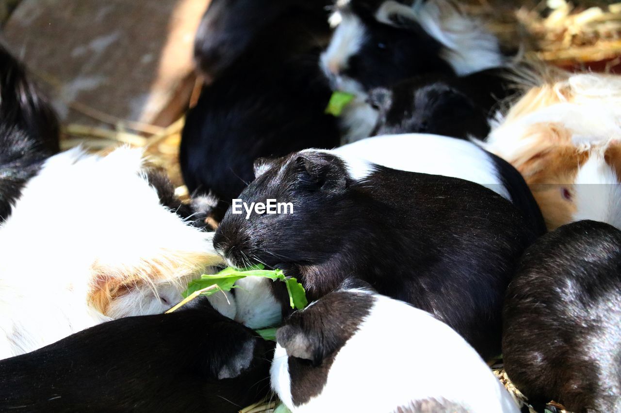 Close-up of black rodent eating food