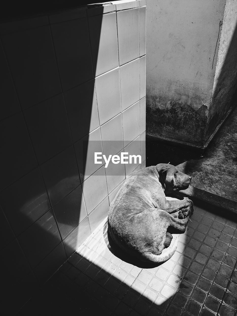 HIGH ANGLE VIEW OF A CAT RESTING ON FLOOR