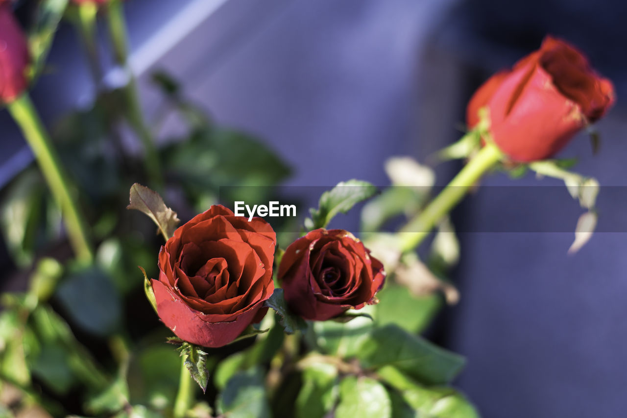 Close-up of rose bouquet