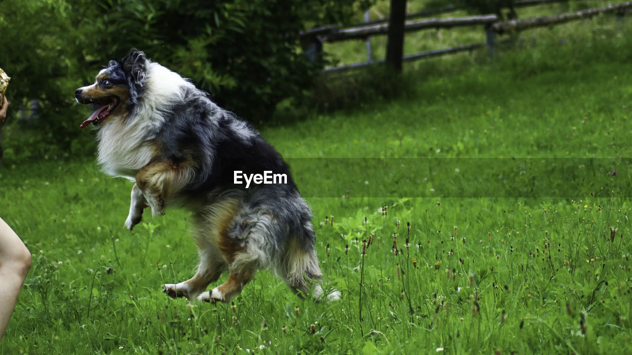 Dog running in grassy field